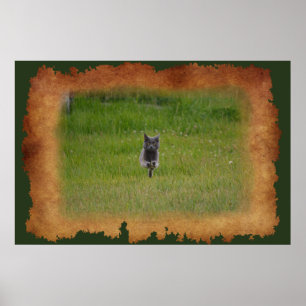 Niedliche Graukatze auf dem Grünen Gras Foto Poster