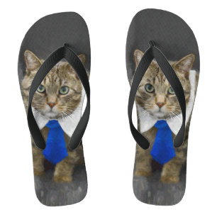 Niedliche grün-mit Augen braune Tabbykatze, die Flip Flops