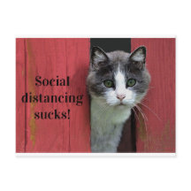 Niedliche grüne Mit Augen Katze, sozial differenzi