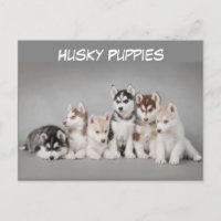 Niedliche Gruppe der Husky-Welpen