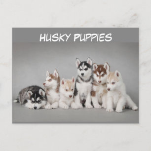Niedliche Gruppe der Husky-Welpen Postkarte