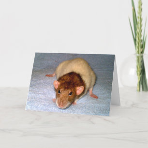 Niedliche Grußkarte Dumbo Rat Karte