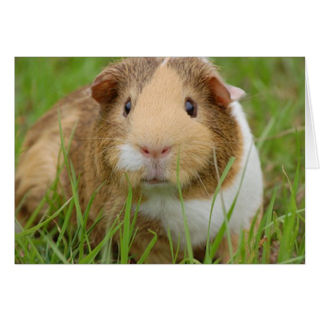 Niedliche Guinea (Vorderseite (Horizontal))