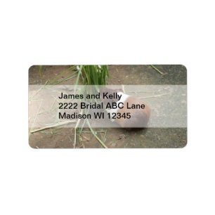 Niedliche Guinea Adressaufkleber