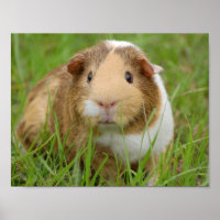Niedliche Guinea