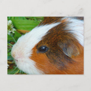 Niedliche Guinea Postkarte
