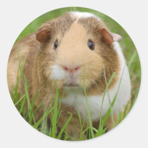 Niedliche Guinea Runder Aufkleber