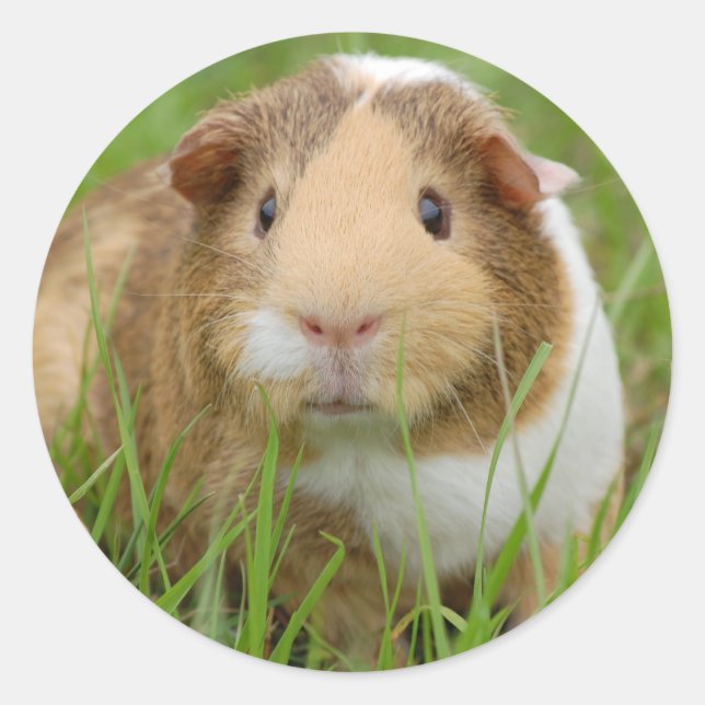 Niedliche Guinea Runder Aufkleber (Vorderseite)