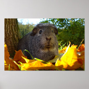 Niedliche Guinea Schwein in der Natur Poster