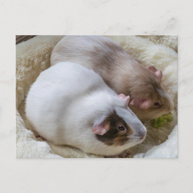 Niedliche Guinea Schweine Sicht auf Postkarte (Vorderseite)