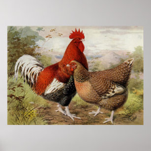 Niedliche Hahn- und Hühnerküche Poster