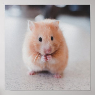 Niedliche Hamster-Liebe Poster
