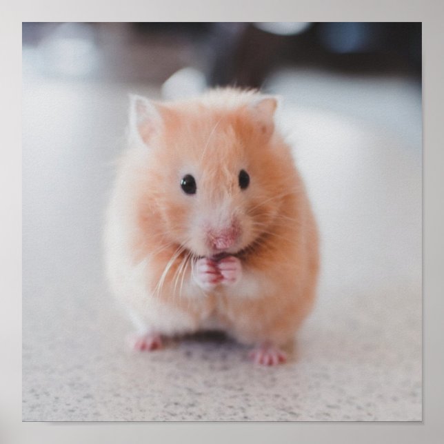 Niedliche Hamster-Liebe Poster (Vorne)