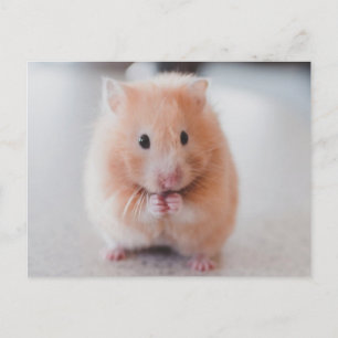 Niedliche Hamster-Liebe Postkarte