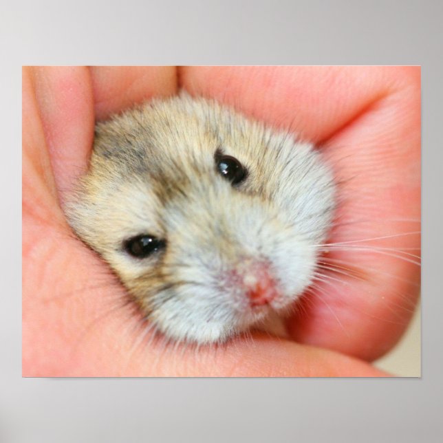 Niedliche Hamsterwand 1 Poster (Vorne)