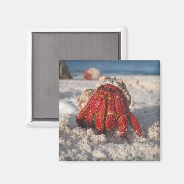 Niedliche Hermit Crab am weißen Sandstrand Nah-up Magnet (Vorderseite/Rückseite)
