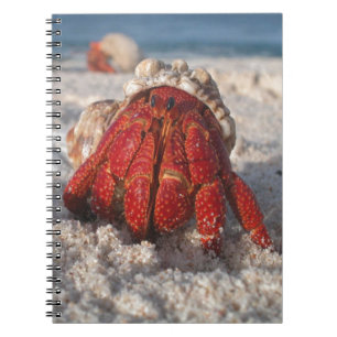 Niedliche Hermit Crab am weißen Sandstrand Notizblock