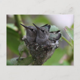 Niedliche Hummingvögel Fotografie Postkarte