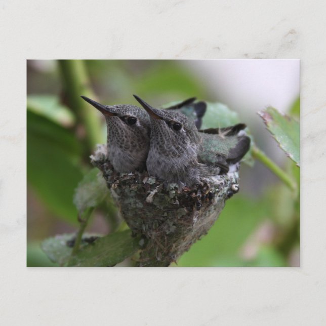 Niedliche Hummingvögel Fotografie Postkarte (Vorderseite)