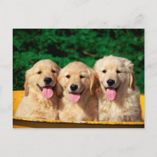Niedliche Hunde Postkarte