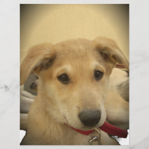 Niedliche Hunde und Welpen Mans Second Best Friend