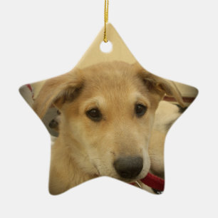 Niedliche Hunde und Welpen Mans Second Best Friend Keramikornament
