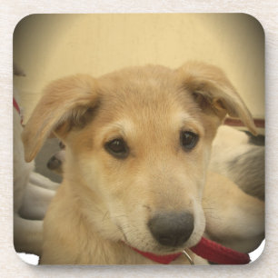 Niedliche Hunde und Welpen Mans Second Best Friend Untersetzer