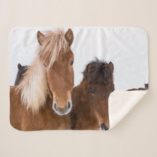 Niedliche isländische Pferde Sherpadecke