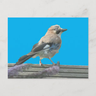 Niedliche Jay Nahe Postkarte