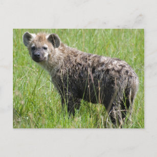 Niedliche junge Hyäne mit nassem Pelz im Grünen Postkarte