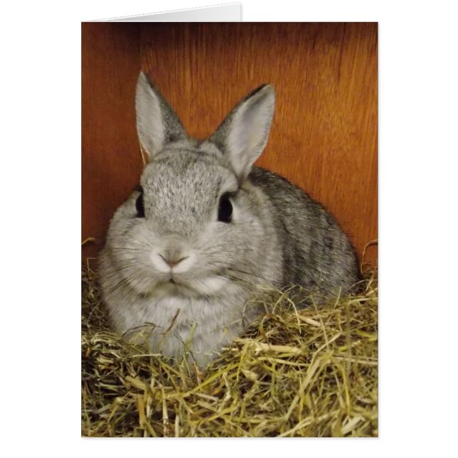 Niedliche Kaninchenkarte (Vorne)