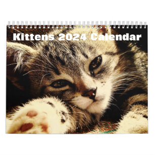 Niedliche Kätzchen 2024 Kalender