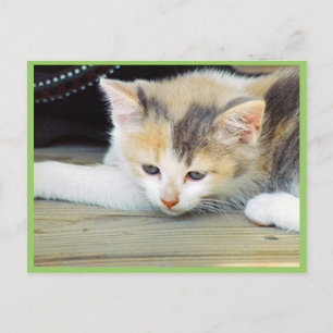 Niedliche Kätzchen auf dem Boden mit traurigem Ges Postkarte