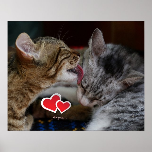 Niedliche Kätzchen Poster (Vorne)