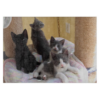 Niedliche Kätzchen-Schneidebrett Schneidebrett