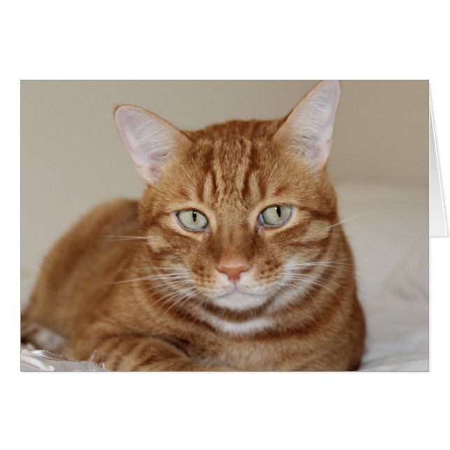 Niedliche Katze (Vorderseite (Horizontal))