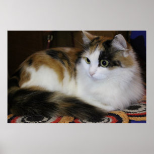 Niedliche Katze auf farbenfrohe Rug Gelb Blau Rot Poster