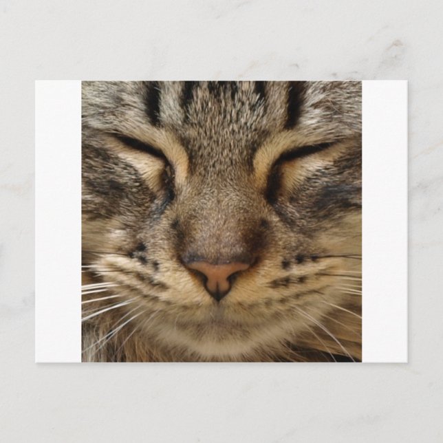 Niedliche Katze bei ZooTees Postkarte (Vorderseite)