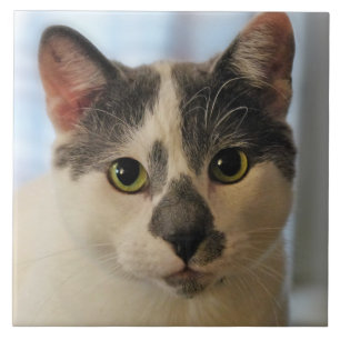 Niedliche Katze Fliese