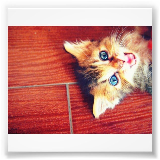Niedliche Katze Fotodruck (Vorne)