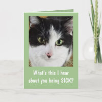 Niedliche Katze gut
