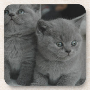 niedliche Katze jungen Kätzchenhaustierschnurren Untersetzer