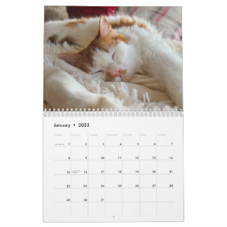 Niedliche Katze & Kitten 2023 Kalender