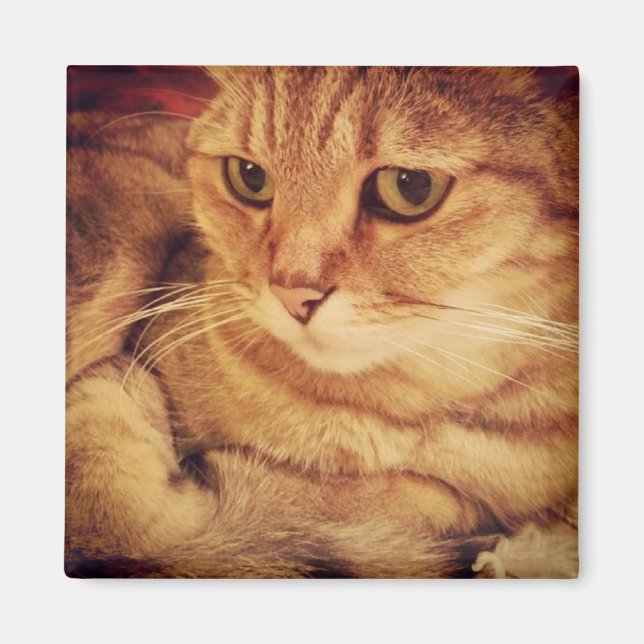 Niedliche Katze Magnet (Vorne)