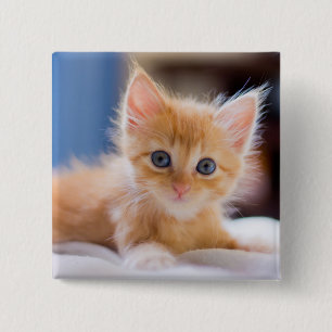 Niedliche Katze mit blauen Augen Button