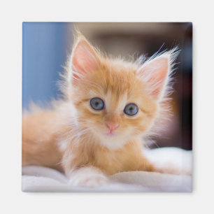 Niedliche Katze mit blauen Augen Magnet