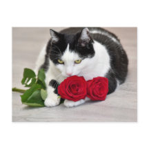 Niedliche Katze mit rote Rose