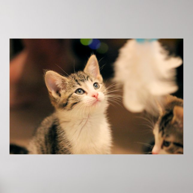 Niedliche Katze Poster (Vorne)