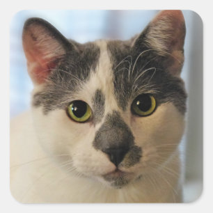Niedliche Katze Quadratischer Aufkleber