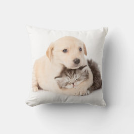 niedliche Katze schläft in den Händen des Hundes Kissen